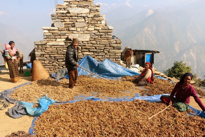 Nepalese people doing farm work on a mountain. 