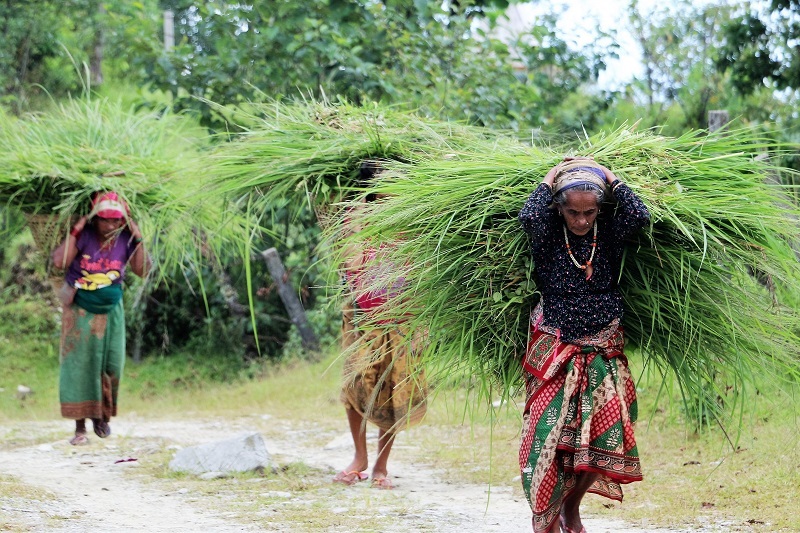 Nepalese people lifting animal feed. 