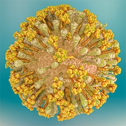 Chikungunya-Virus
