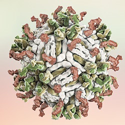 Dengue-Virus