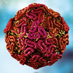 West-Nil-Virus
