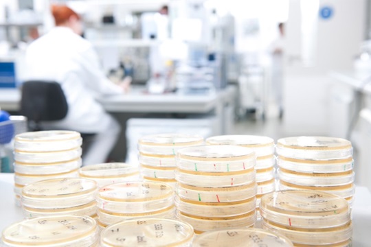 Stacked petri dishes in a lab