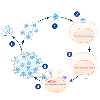 Grafik Lebenszyklus Virus