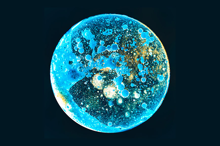 Closeup of bacteria in a Petri dish.