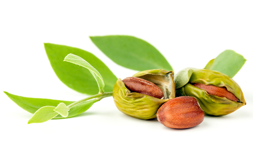 Jojoba bush with fruit