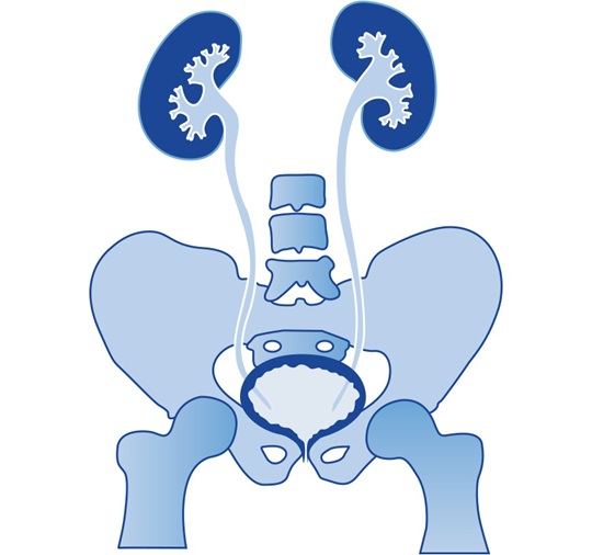 bladder of a man and women