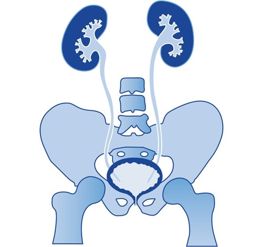 bladder of a man and women