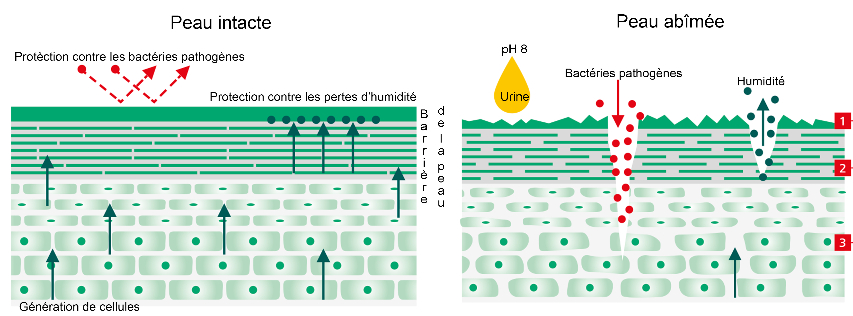 L'effet de l'urine sur la peau