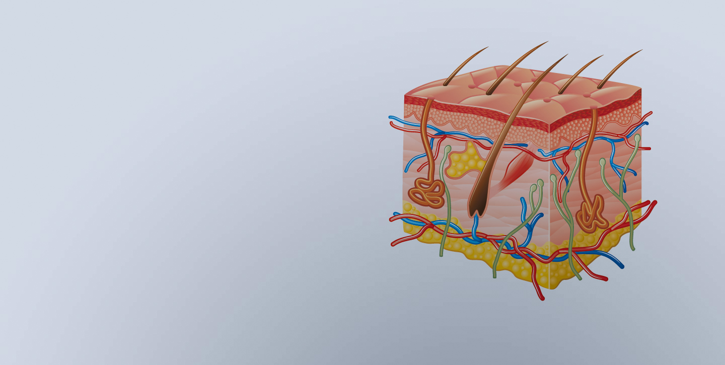 La peau,&nbsp;première barrière de protection