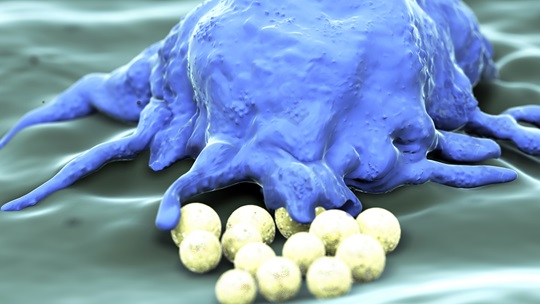 3D Darstellung Makrophage
