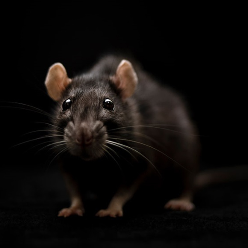 Eine dunkelbraune Ratte, die direkt in die Kamera schaut.