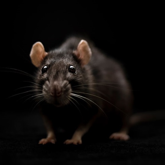 Eine dunkelbraune Ratte, die direkt in die Kamera schaut.