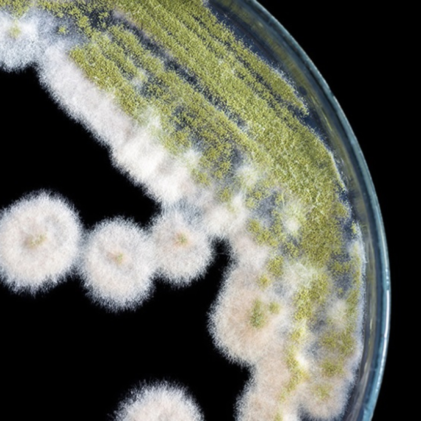 Nahaufnahme von weiß-grünem Schimmel.