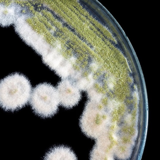 Nahaufnahme von weiß-grünem Schimmel.
