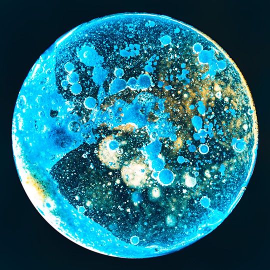 Nahaufnahme einer Kolonie aus blauen und gelben Bakterien in Form eines Vollmonds.