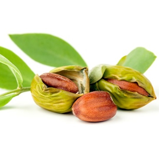 Close-up of argan nuts with green outer shells and leaves.
