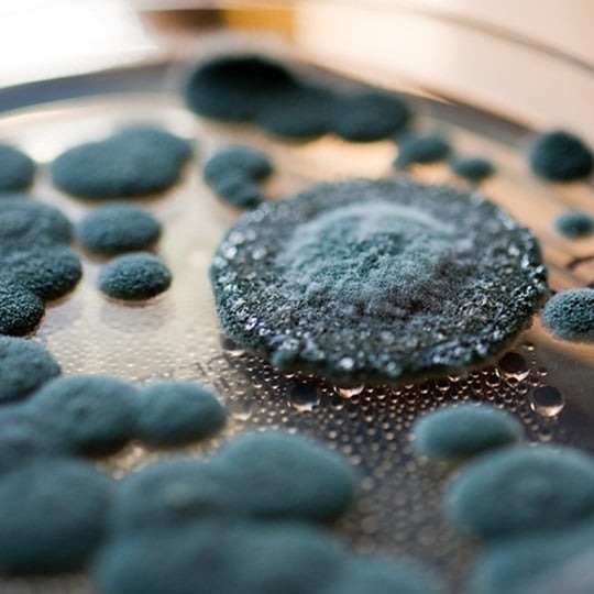 Close-up of a mould.