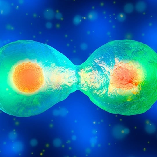 Illustration of cell division.