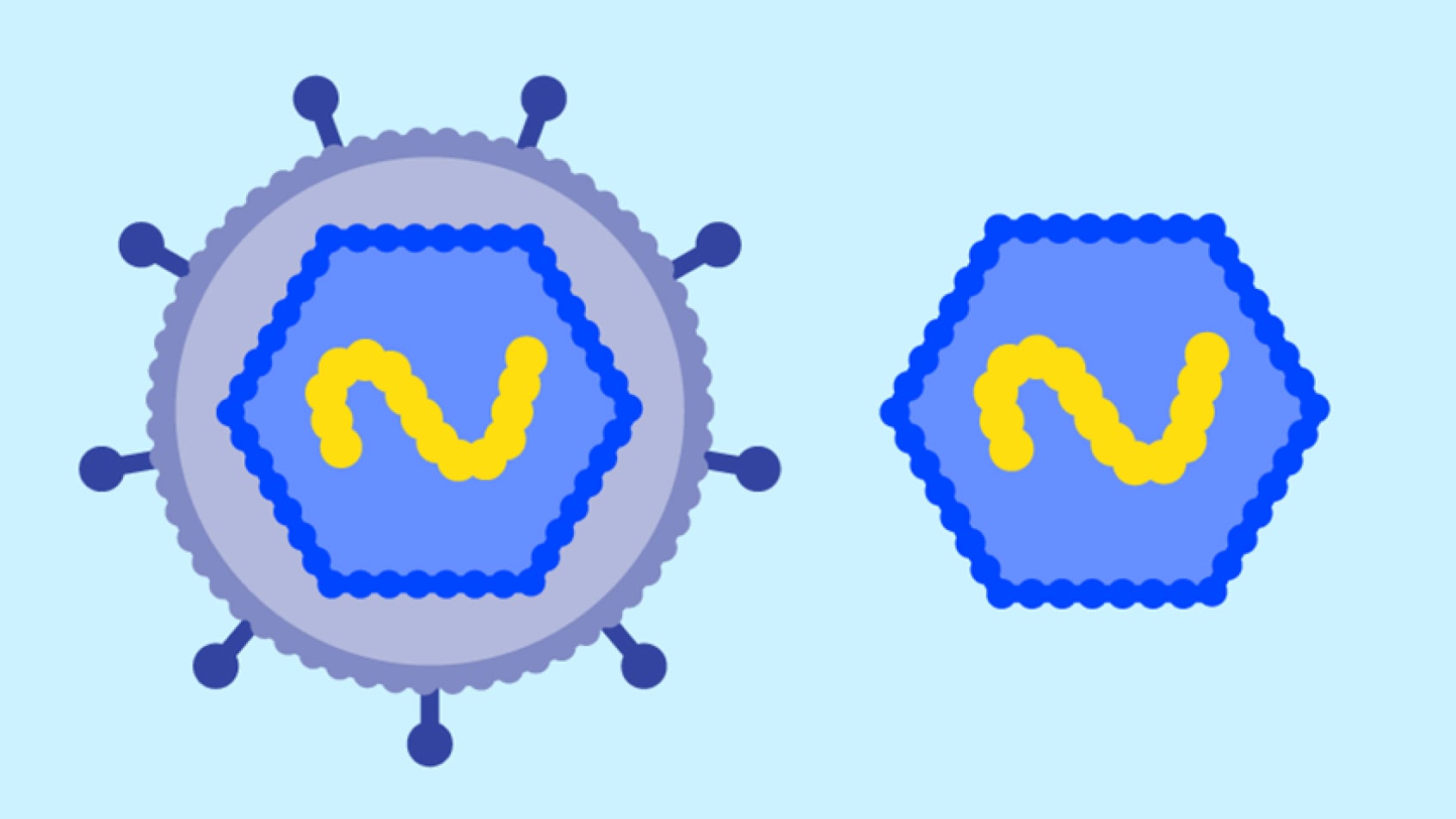 Illustration of an enveloped virus next to a non-enveloped virus.