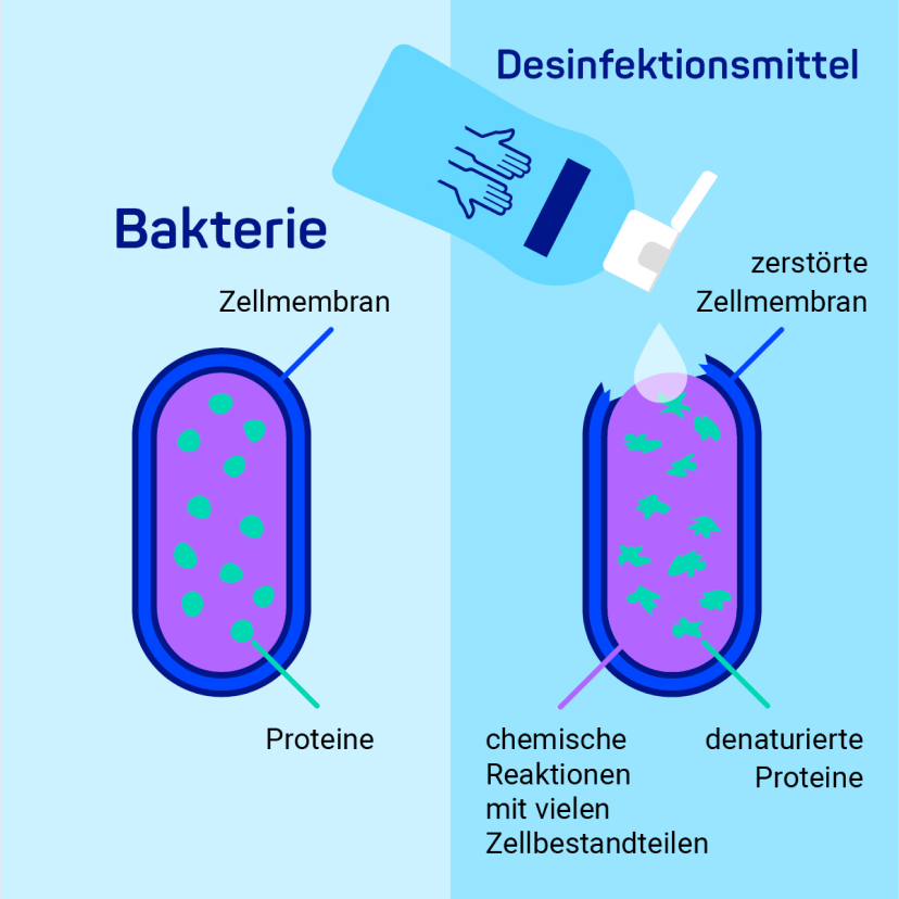 Illustration einer Bakterie in ihrer Zellmembran. DAneben eine Bakterie, dessen Zellmembran mit Hilfe von Sterillium geöffnet und zerstört wird