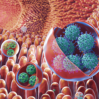 Abbildung Virus cluster Noroviren