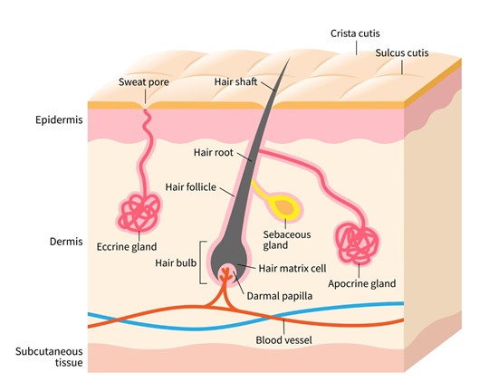 Dermis-Illustration-gettyimages-1195806128-170667a