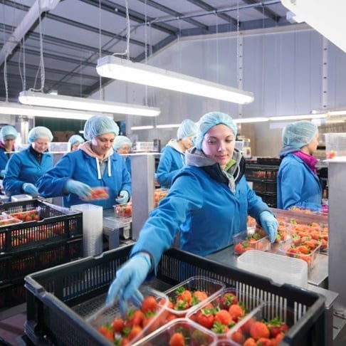 Arbeiterin in Erdbeerverarbeitung