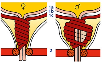 Harninkontinenz Schließmuskelsystem