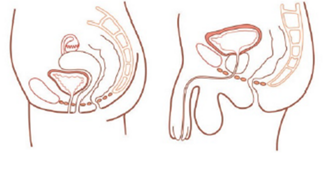 Illustration eines weiblichen und männlichen Beckenquerschnittes