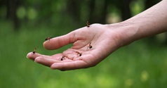 Pogryzienie przez mrówki | objawy, leczenie - HARTMANN Polska