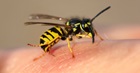 Użądlenia przez pszczoły, osy, szerszenie - HARTMANN Polska